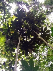 Oreopanax cecropifolius