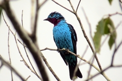 Cotinga cayana