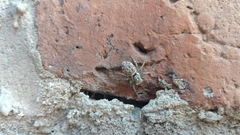 Menemerus semilimbatus