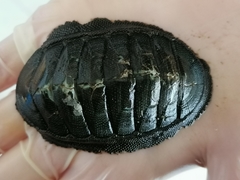 Chiton magnificus