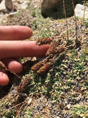 Petrophytum caespitosum caespitosum