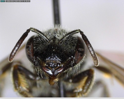 iNaturalist observation photo of Furrow Bees