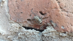 Menemerus semilimbatus