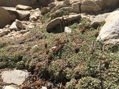 Petrophytum caespitosum caespitosum