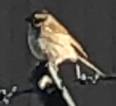 Zonotrichia albicollis