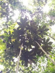 Oreopanax cecropifolius