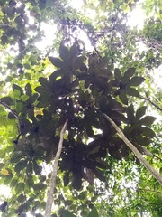 Oreopanax cecropifolius