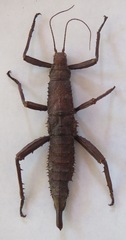 Eurycanthini