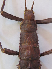 Eurycanthini
