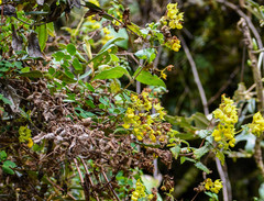 Calceolaria perfoliata