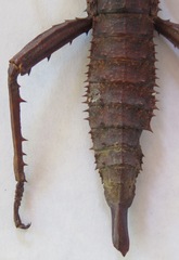 Eurycanthini