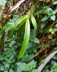 Cyrtochilum pardinum