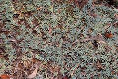 Aspalathus rigidifolia