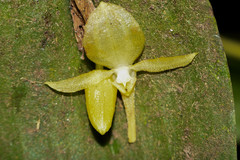 Pleurothallis apopsis