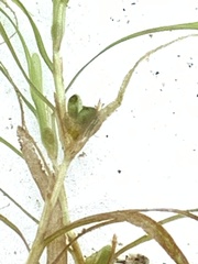Najas flexilis