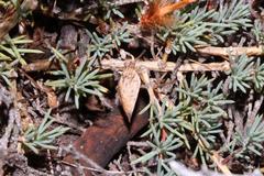 Aspalathus rigidifolia