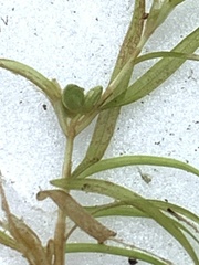 Najas flexilis
