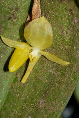 Pleurothallis apopsis