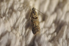 Ancylosis undulatella