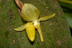 Pleurothallis apopsis