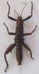 Eurycanthini