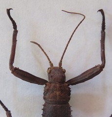 Eurycanthini