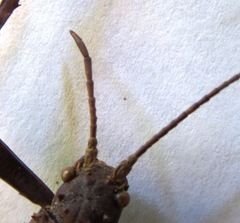 Eurycanthini