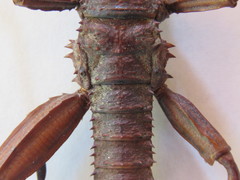 Eurycanthini