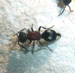 Glossotilla