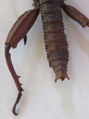Eurycanthini
