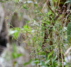 Epidendrum angustissimum