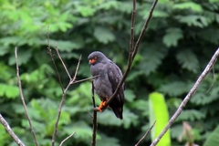 Helicolestes hamatus