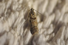 Ancylosis undulatella