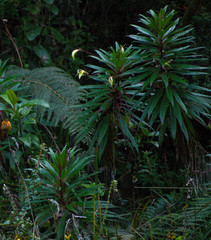 Siphocampylus lucidus