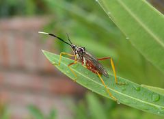 Holhymenia histrio