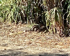 Otospermophilus beecheyi