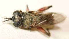 Chalcosyrphus elongatus