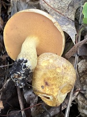 Suillus subaureus