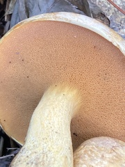 Suillus subaureus