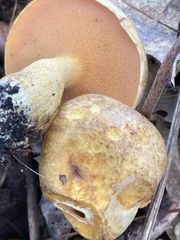 Suillus subaureus