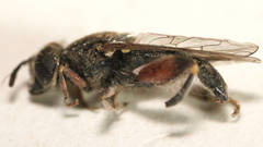Chalcosyrphus elongatus
