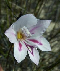 Gladiolus inflatus