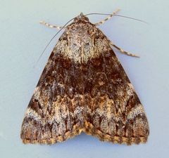 Catocala desdemona