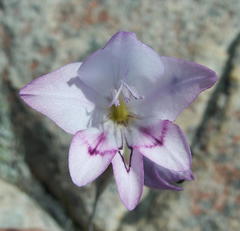 Gladiolus inflatus