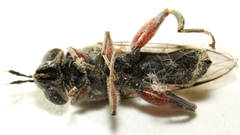 Chalcosyrphus elongatus