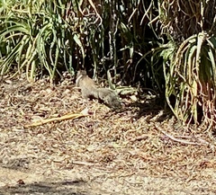 Otospermophilus beecheyi