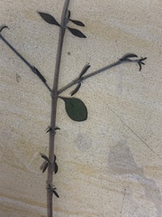 Coprosma rhamnoides