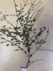 Coprosma rhamnoides