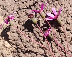 Senecio cymbalarifolius