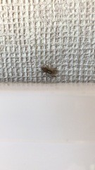Menemerus bivittatus